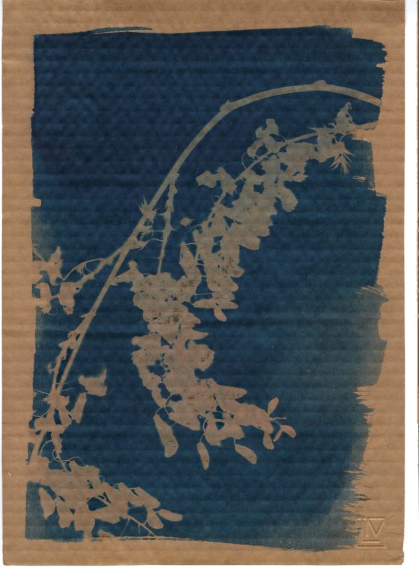 Cyanotype - Fleur de Glycine II – Image 2