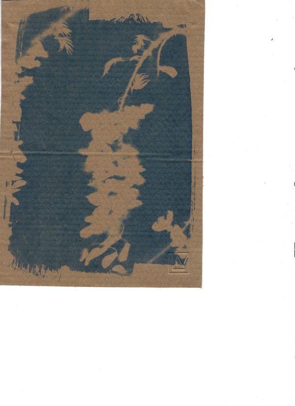 Cyanotype - Fleur de Glycine IV – Image 2