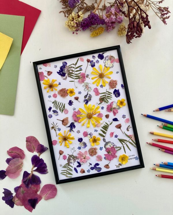 Herbier Multicolore Heliopsis